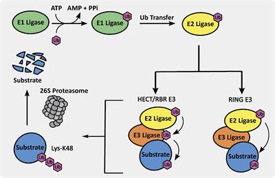 Exploration of Aberrant E3 Ligases Implicated in Alzheimer’s Disease and Development of Chemical Tools to Modulate Their Function